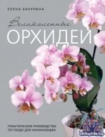 Великолепные орхидеи. Практичное руководство по уходу для начинающих